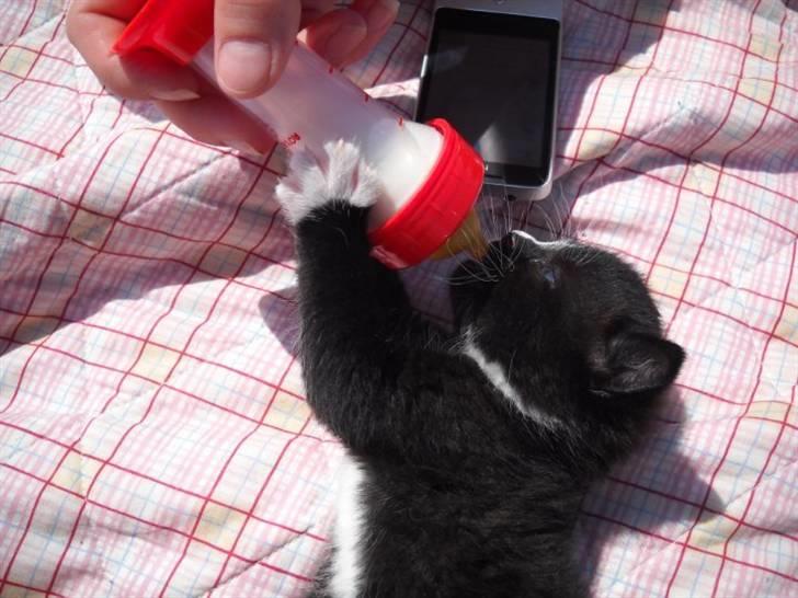 Blanding af racer Blobber  billede 6