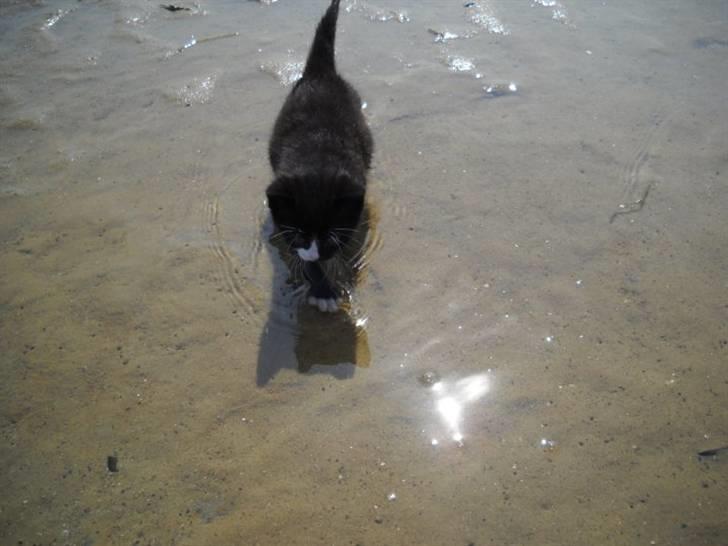 Blanding af racer Blobber  billede 8