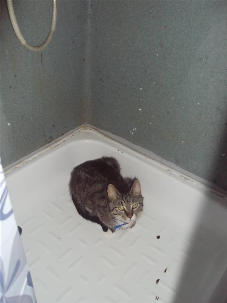 Blanding af racer Balou  billede 11