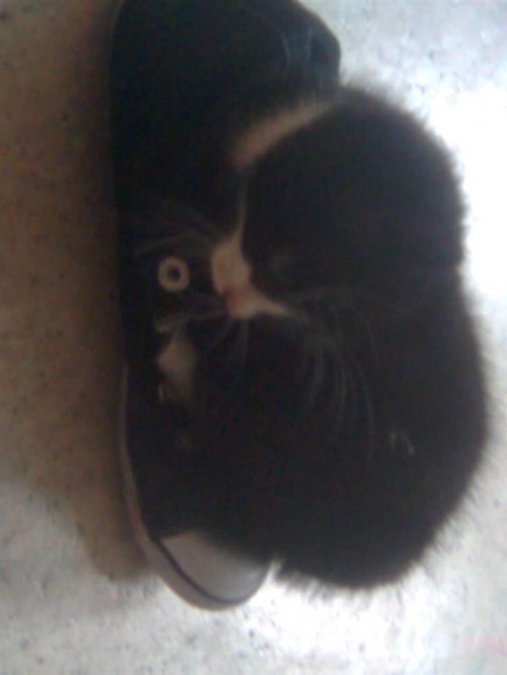 Blanding af racer Blobber  billede 12