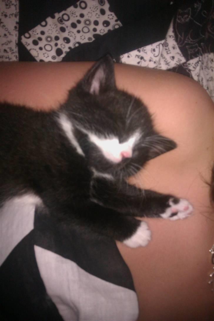 Blanding af racer Blobber  billede 10