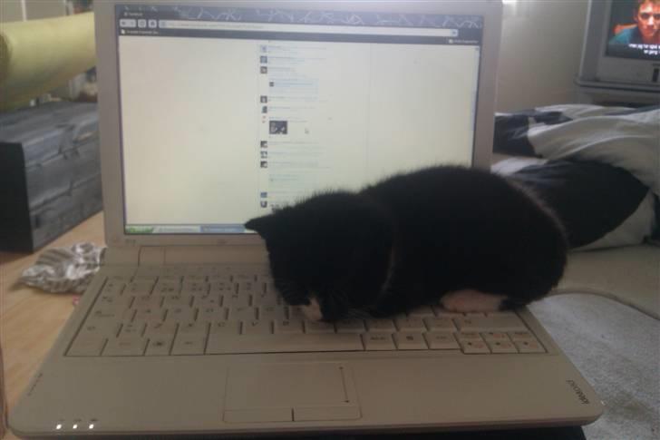 Blanding af racer Blobber  billede 4