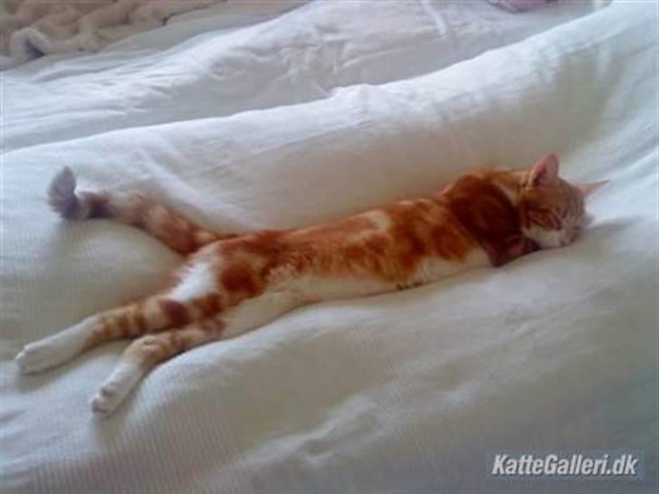 Huskat Qutie (cutter) - Min dejlige Qutie billede 1