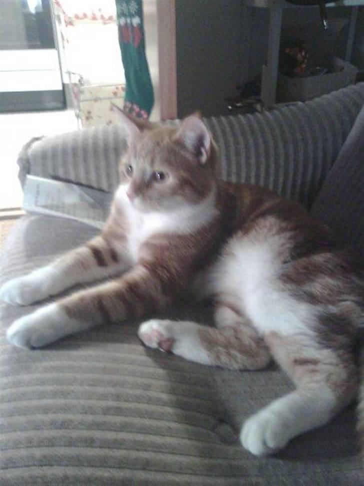 Huskat Qutie (cutter) - Julen 08 :) billede 2