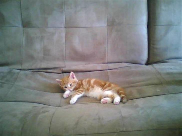 Huskat Qutie (cutter) - starten af juni 08 billede 3