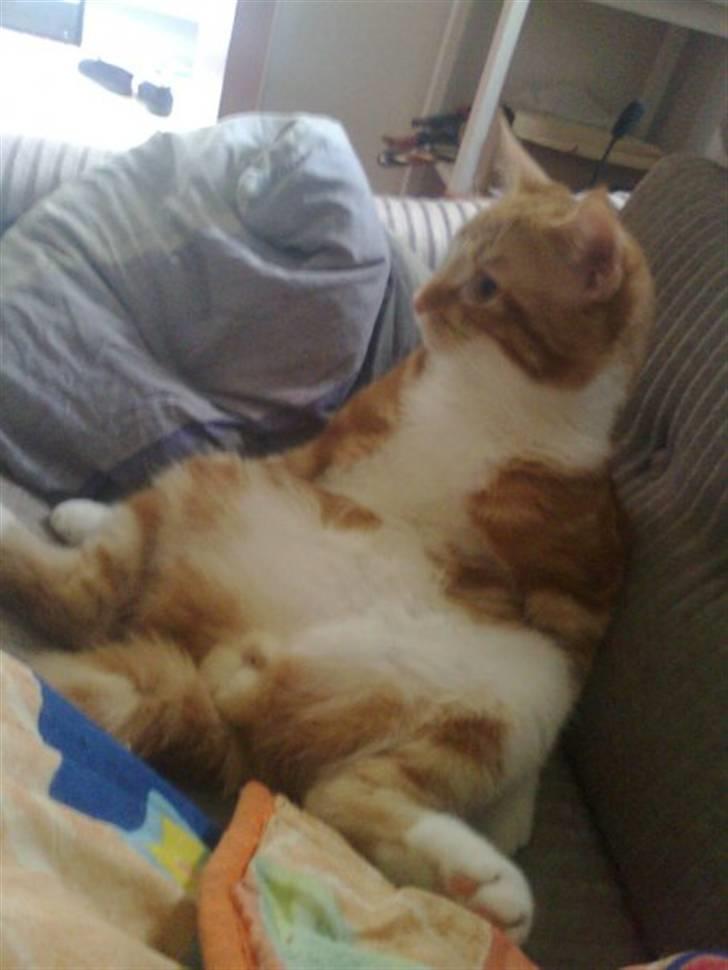 Huskat Qutie (cutter) - Når han sidder bedst ;) billede 4