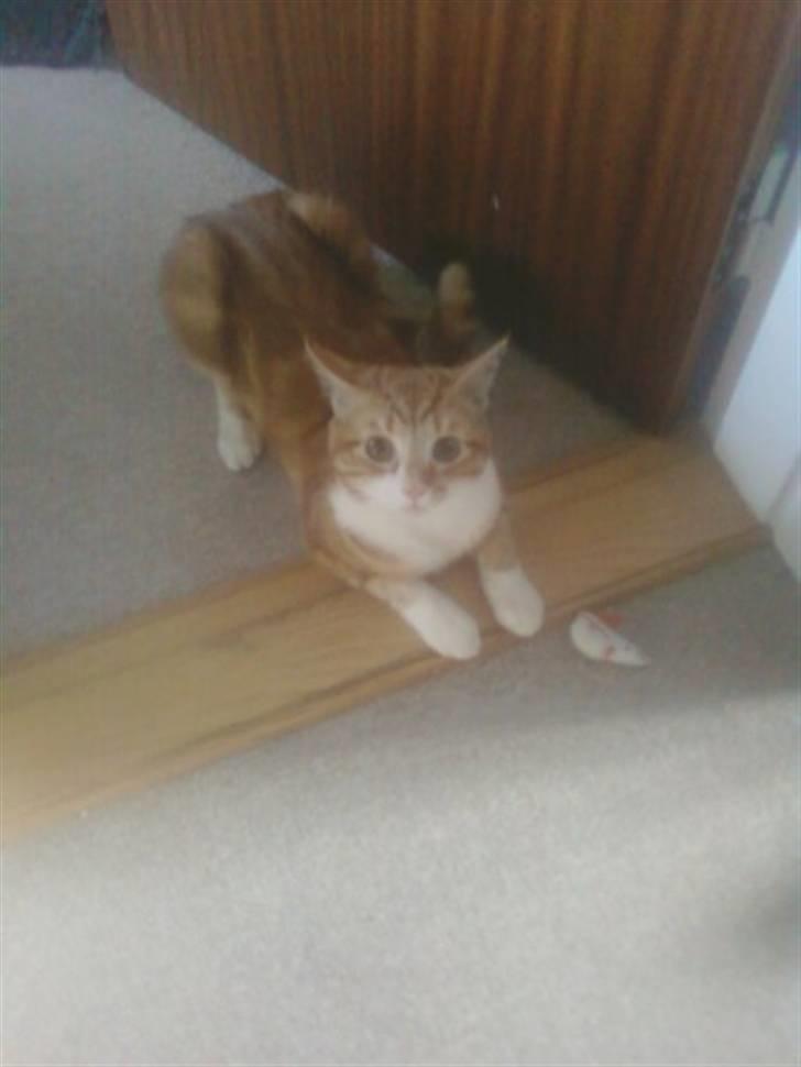 Huskat Qutie (cutter) - helt stille og parat som en tiger :) billede 5