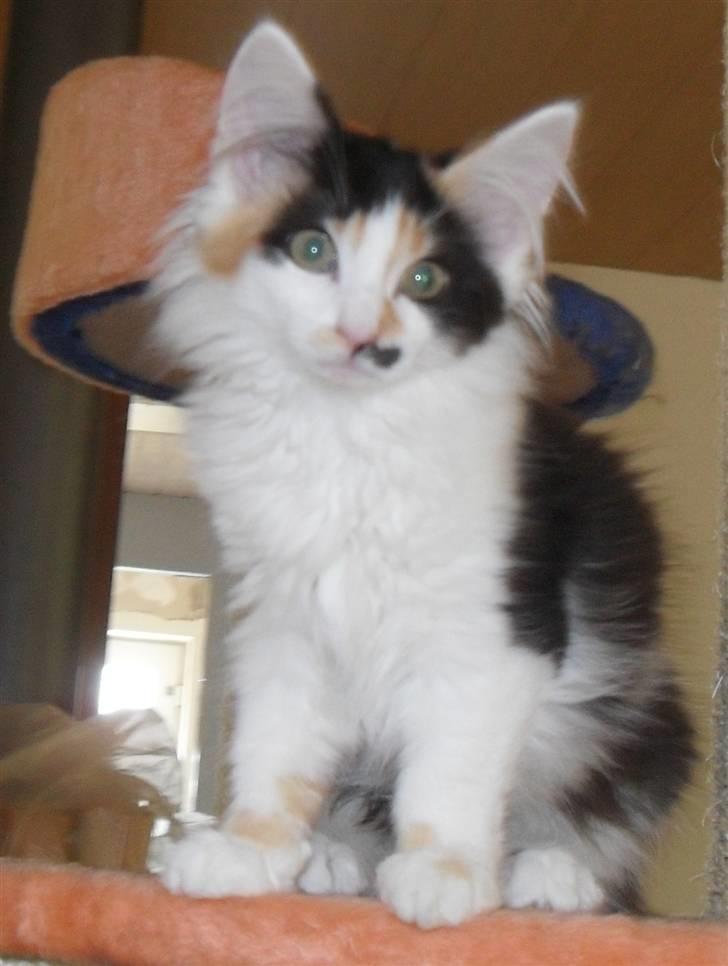 Norsk Skovkat Na'Zyia´s Marilyn Monroe billede 9