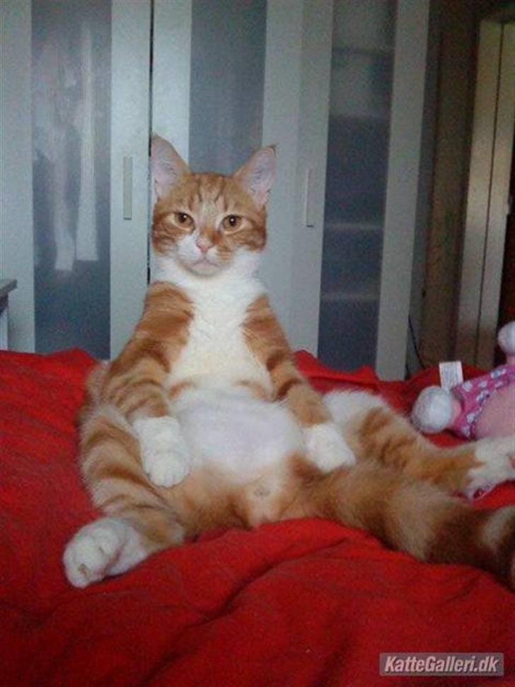 Huskat Qutie (cutter) - Sidder du godt? billede 6