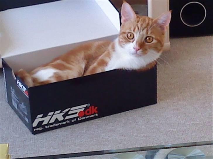 Huskat Qutie (cutter) - kat på æske ;) billede 7