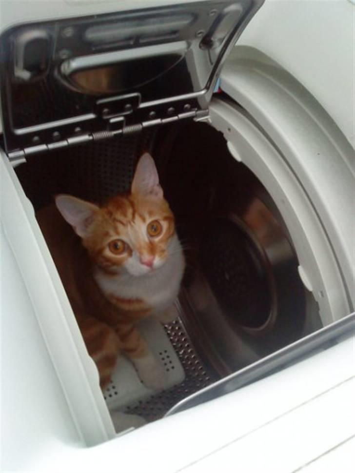 Huskat Qutie (cutter) - Han blev væk for min mor, så havde han gemt sig i vaskemaskinen :) billede 8