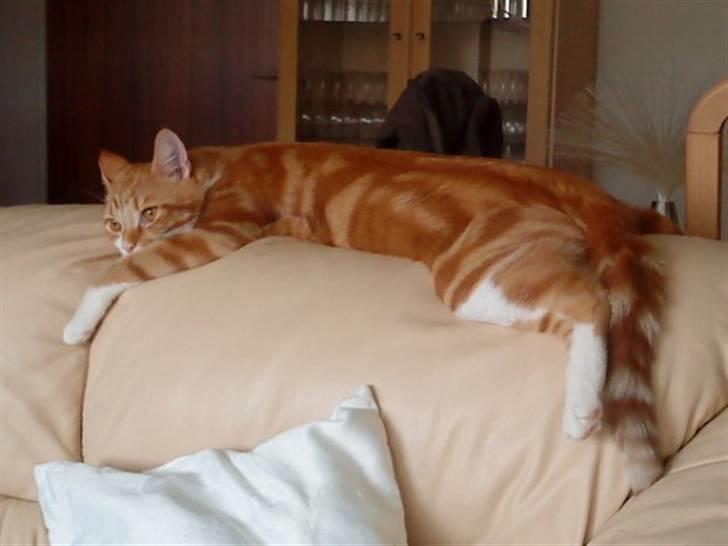 Huskat Qutie (cutter) - Ren slap xD billede 9