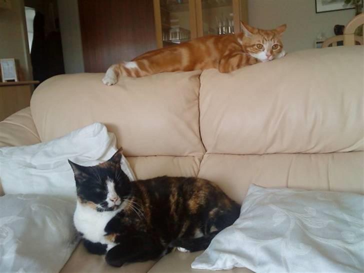 Huskat Qutie (cutter) - Hvem er kongen? ;) billede 10