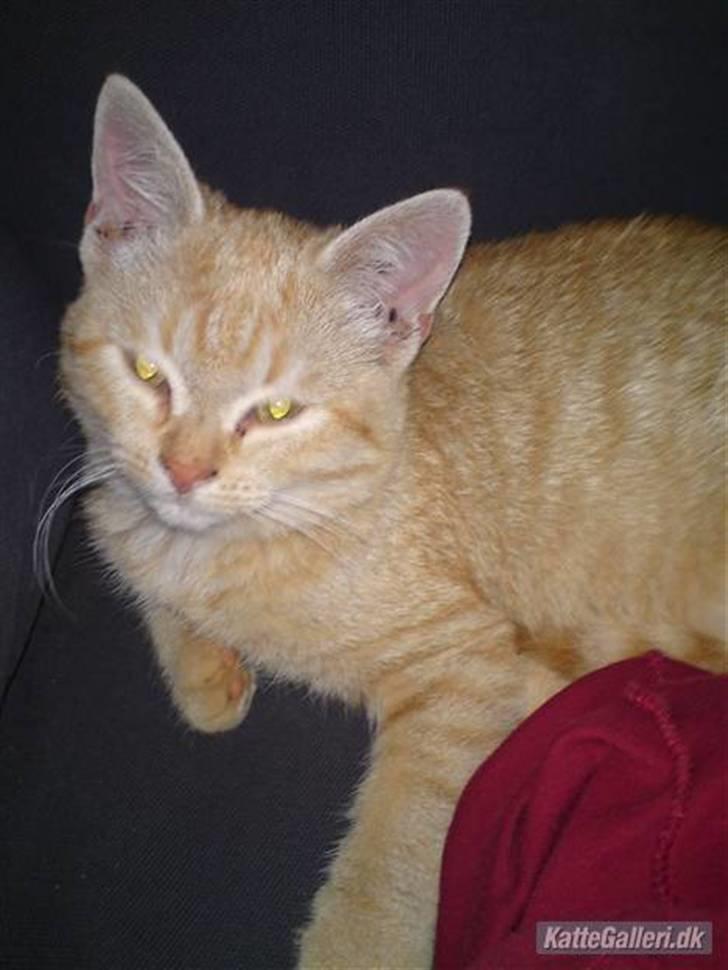 Blanding af racer Tiger billede 16