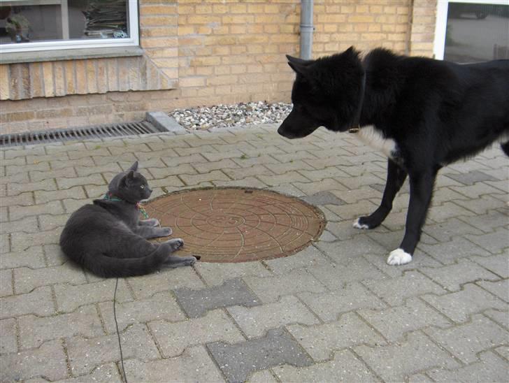 Russian Blue Cesar - Øhh.... hvad glor du på? billede 17