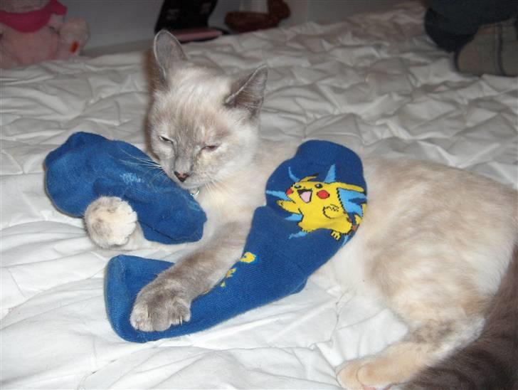 Blanding af racer Sjuske  - † 24/11.2010 † - Pokémon! Du skal fange dem!!!!!!!!!!!!!!!!!! billede 14