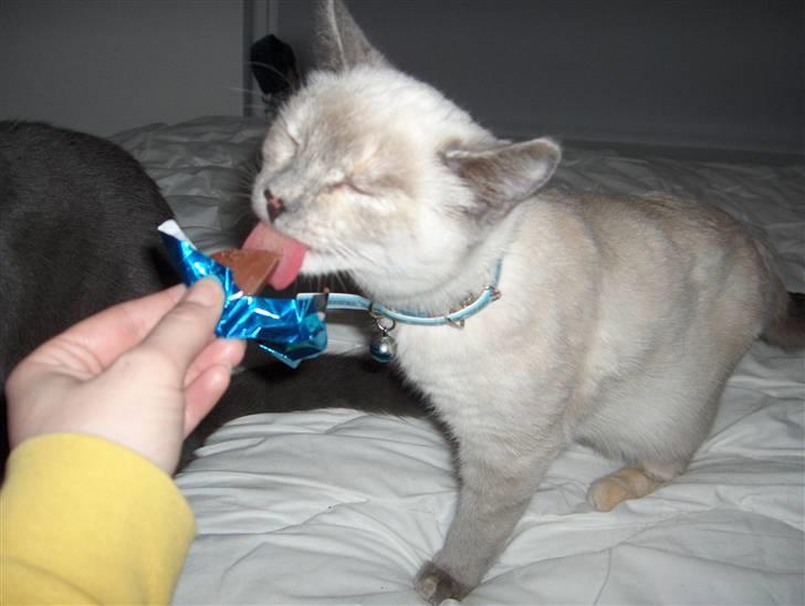 Blanding af racer Sjuske  - † 24/11.2010 † - .........................hva? jeg har spisepause, skal lige spise min dessert færdig. billede 15