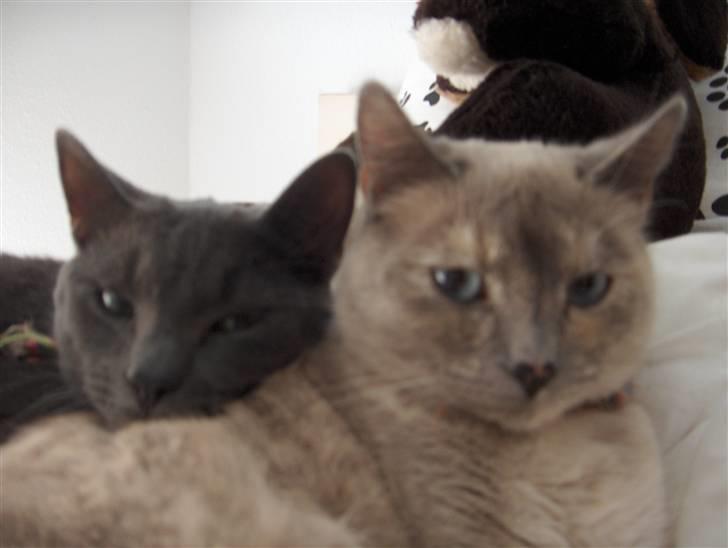 Blanding af racer Sjuske  - † 24/11.2010 † - Åh nej. Nu kommer hun igen med den kasse dims der lyser os i hovedet og siger klik. billede 16