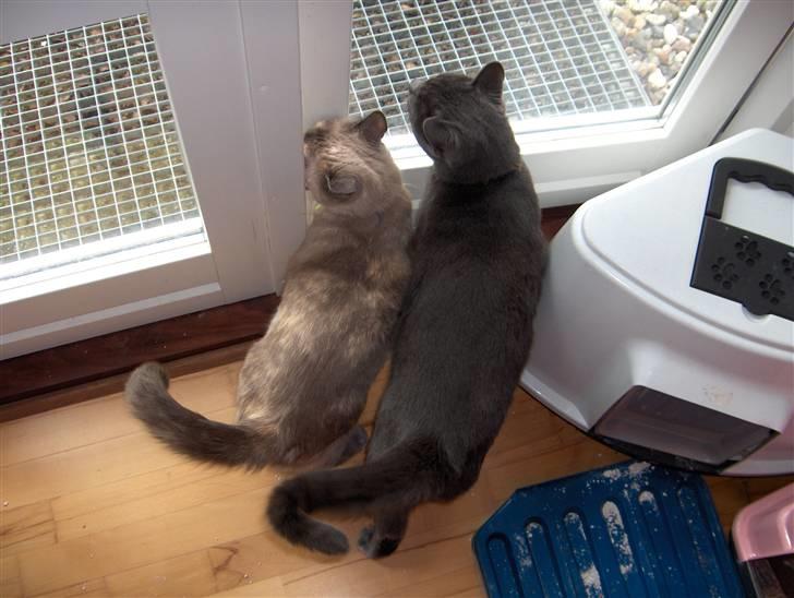 Blanding af racer Sjuske  - † 24/11.2010 † - Du skal ikke tro at bare fordi du er størrer end mig at du må komme ud først. billede 17