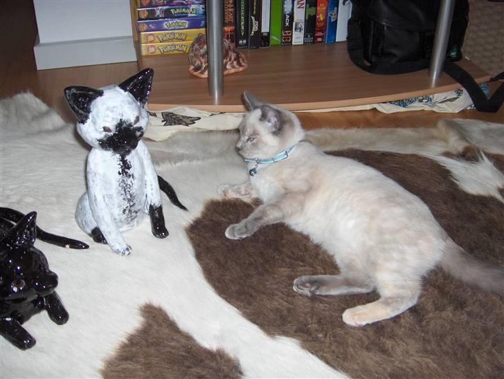 Blanding af racer Sjuske  - † 24/11.2010 † - Skulle den der linde mig?!? Det gør den da på ingen måde. billede 18