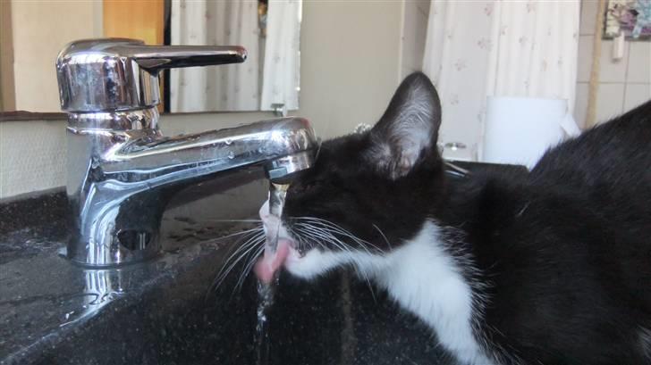 Blanding af racer Trold  billede 17