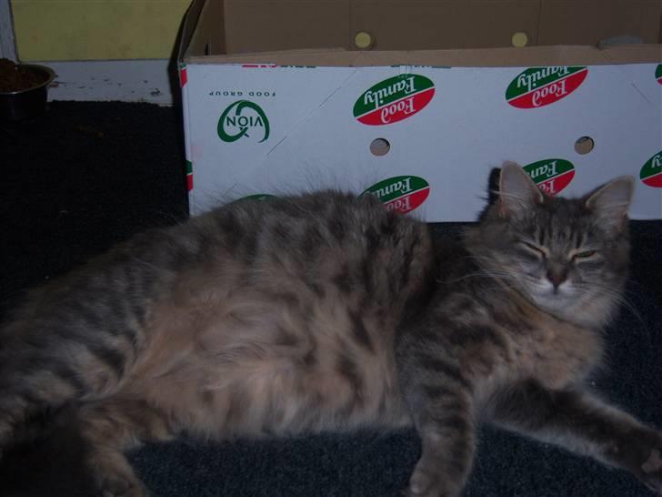 Blanding af racer TRILLE - trille´s gravide mave billede 9