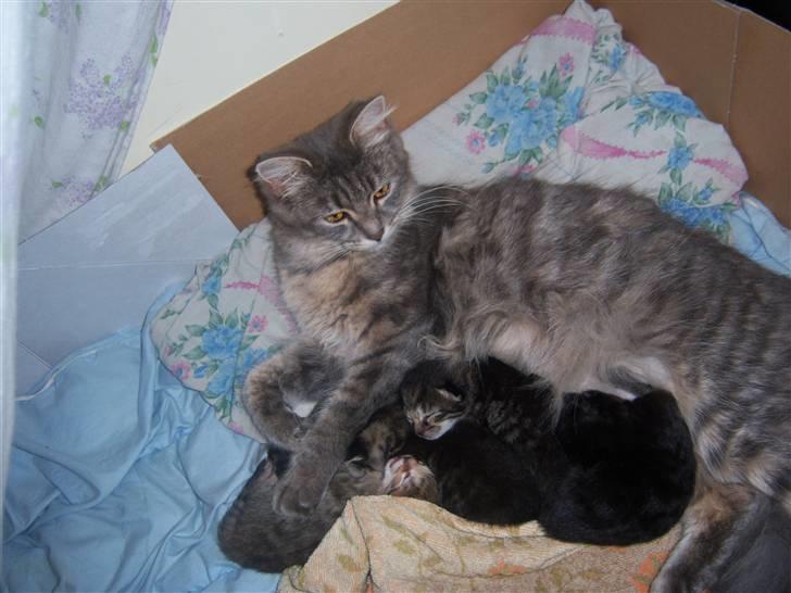 Blanding af racer TRILLE - trille´s killinger billede 10