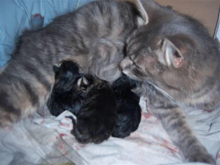 Blanding af racer TRILLE - trille 5 sunde og raske killinger født D.08/07-10 billede 11