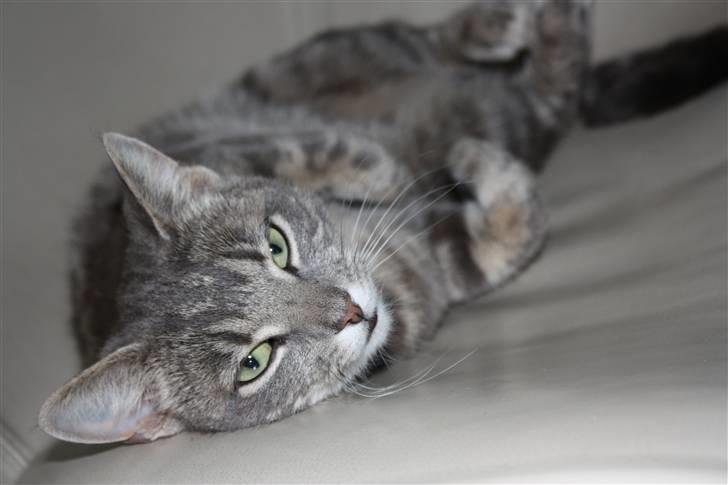 Huskat Marilyn billede 14