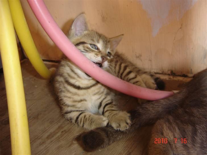 Huskat Hugo-Bugo<3 SOLGT - (10) billede 10