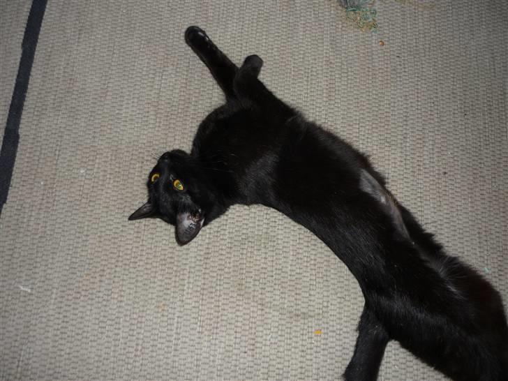 Huskat Luci - se hvor lang jeg kan blive:) billede 2