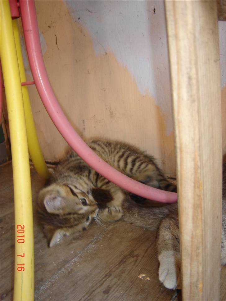 Huskat Hugo-Bugo<3 SOLGT - (11) billede 11