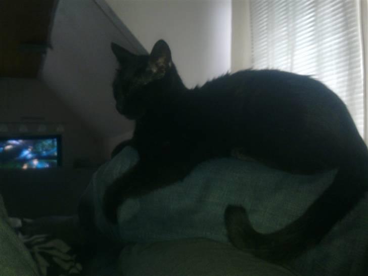 Huskat Luci - jeg kan også krumme ryg.. billede 3