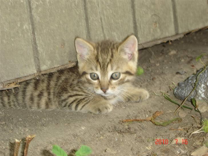 Huskat Hugo-Bugo<3 SOLGT - (12) billede 12