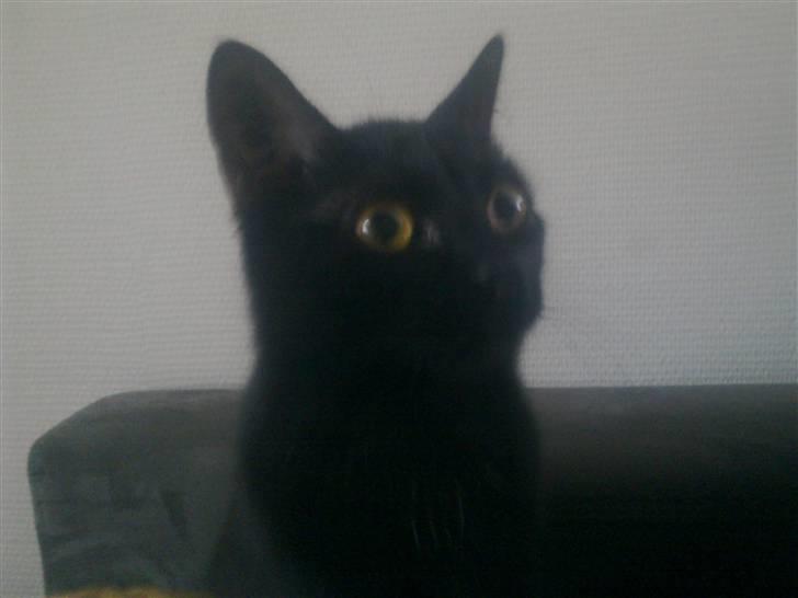 Huskat Luci billede 4