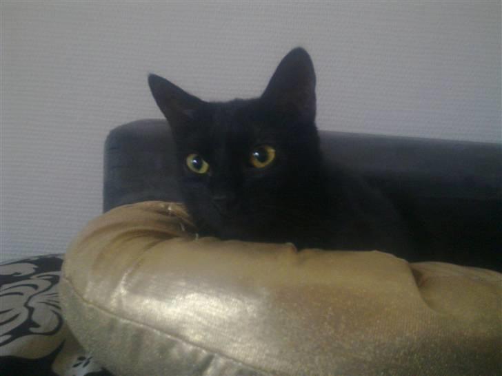 Huskat Luci - man er vel en luxus kat;)  billede 5