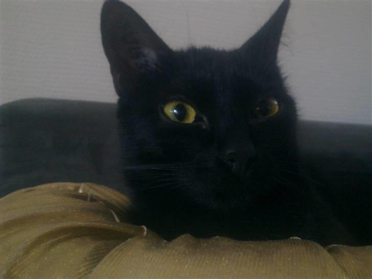 Huskat Luci - jeg nyder nu min guld pude. billede 6