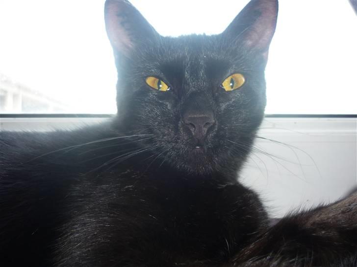 Huskat Luci - jeg er så smuk. billede 7