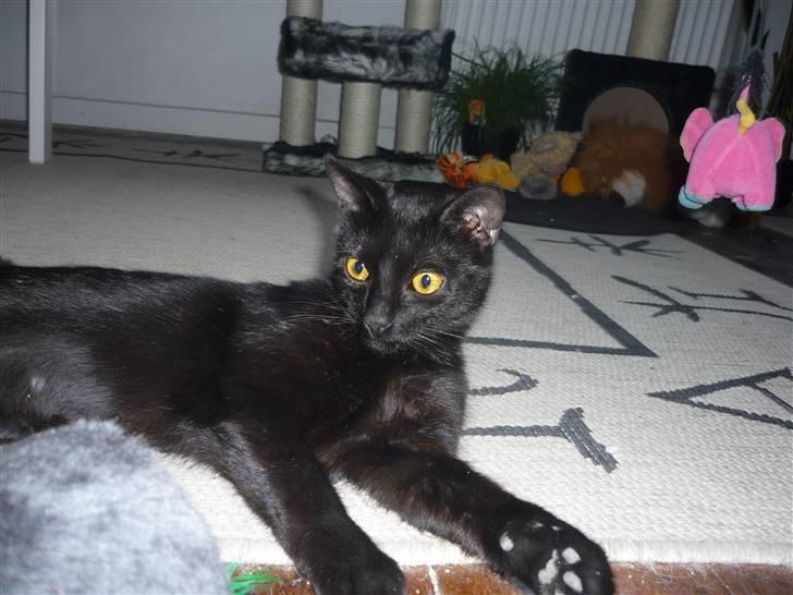 Huskat Luci - jeg er en god katte model syntes I ikke.) billede 8