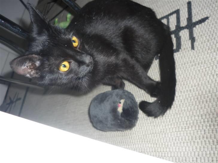 Huskat Luci - har lige fået nyt legetøj af mor og far idag.) billede 9