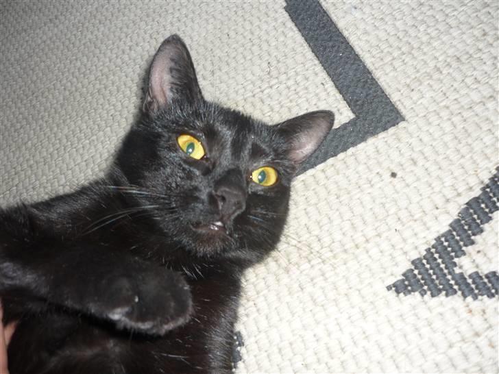 Huskat Luci - Jeg er sådn en kæle kat!! billede 10