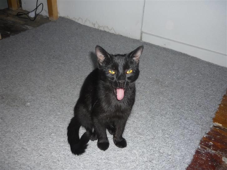 Huskat Luci - jeg kan også række tunge af det dumme kamera... billede 11