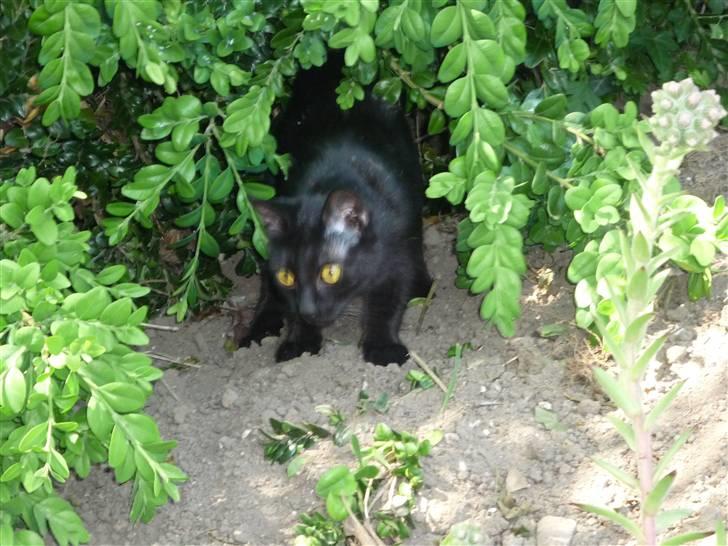Huskat Luci - Elsker at nyd naturen, og udforske alt. billede 12