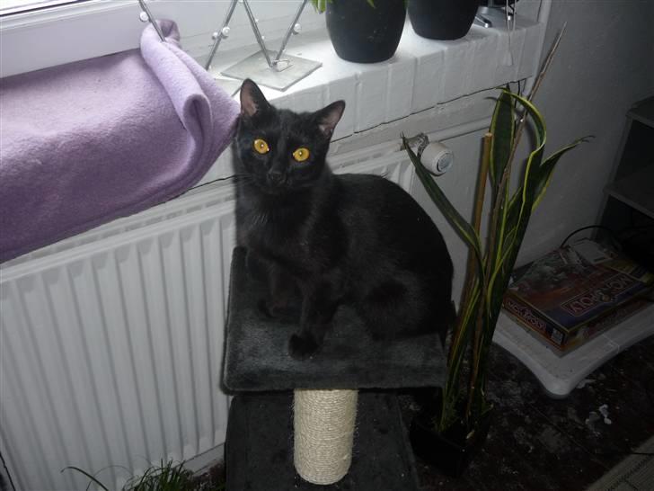 Huskat Luci - jeg er blevet en stor kat nu. billede 13
