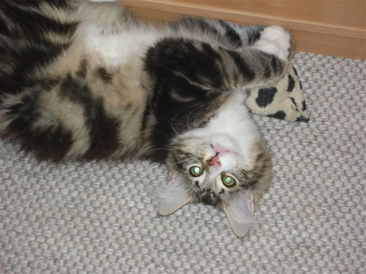 Norsk Skovkat Rebi Cats Katie Melua - Frække missepige <3 billede 4