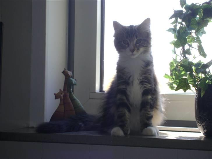 Norsk Skovkat Rebi Cats Katie Melua billede 5