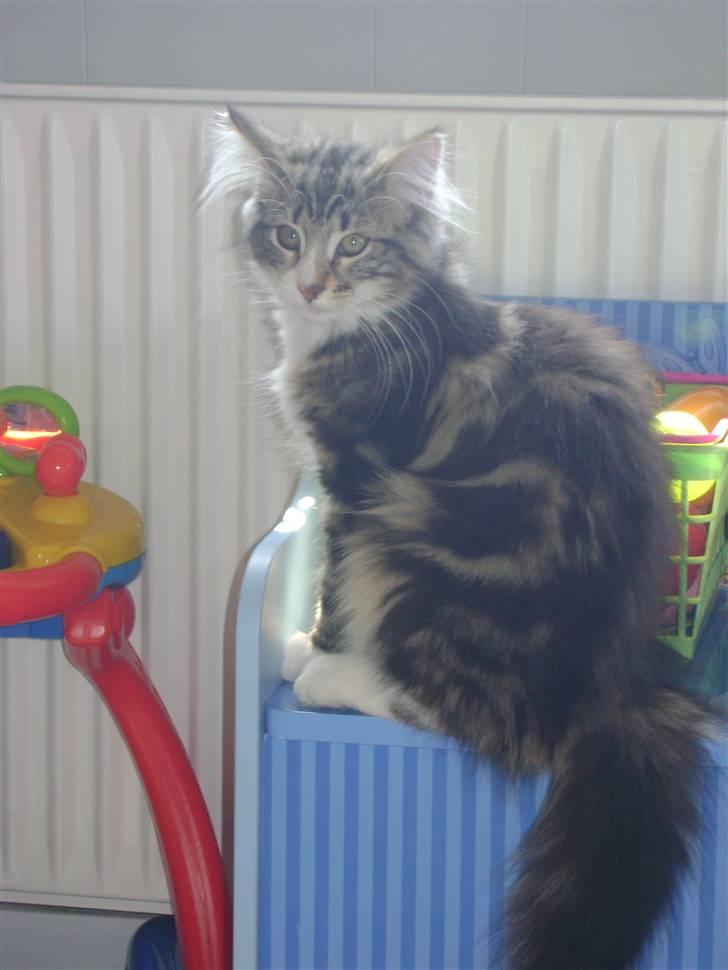 Norsk Skovkat Rebi Cats Katie Melua billede 6