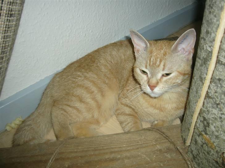 Blanding af racer Tiger billede 17