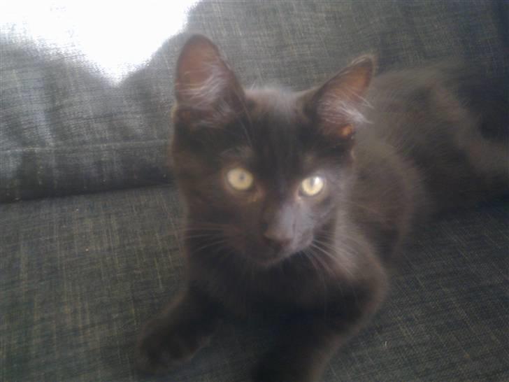 Huskat Manson billede 1