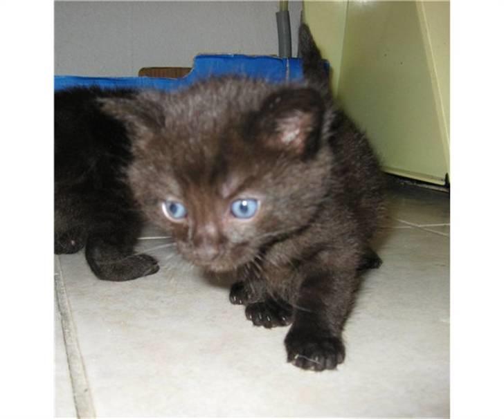 Huskat Manson billede 2